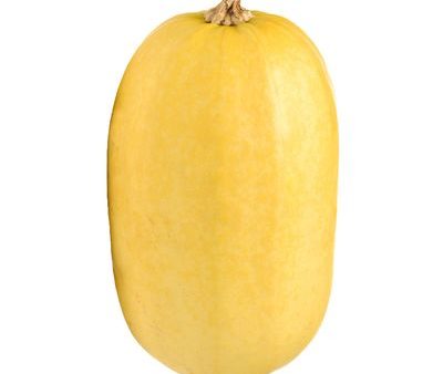 Organic medium Spaghetti Squash Online now