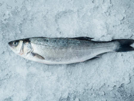 Fresh Whole Branzino AKA Seabass AKA Loup de Mer by Oysterblood Online