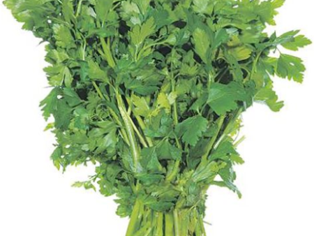 Organic Italian Parsley Online Hot Sale