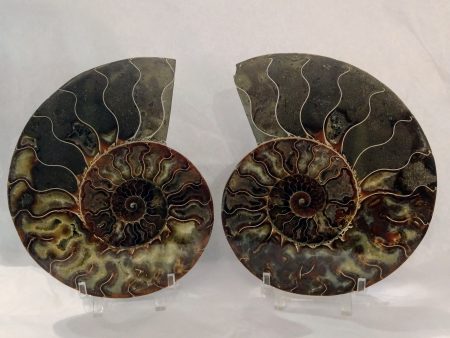 Ammonite Fossil Pair Discount