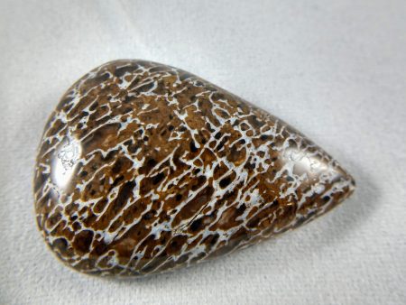 Dinosaur Bone Cabochon For Cheap