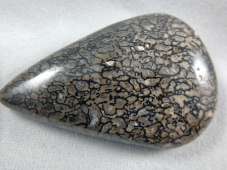 Dinosaur Bone Cabochon Online Hot Sale