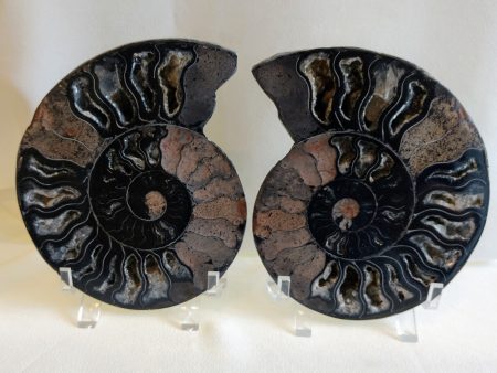 Black Ammonite Pair Online now